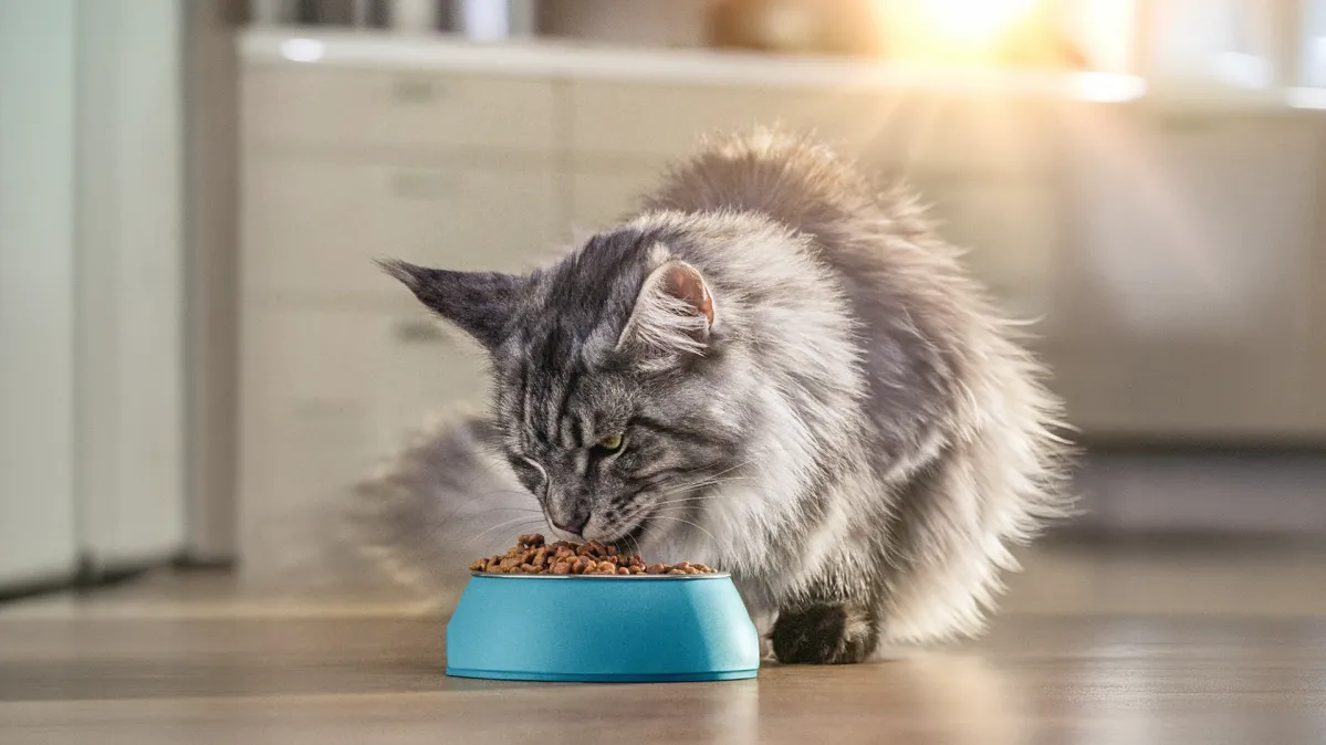 愛猫の健康に「ピュリナ ワン」のドライキャットフード - ピュリナ公式